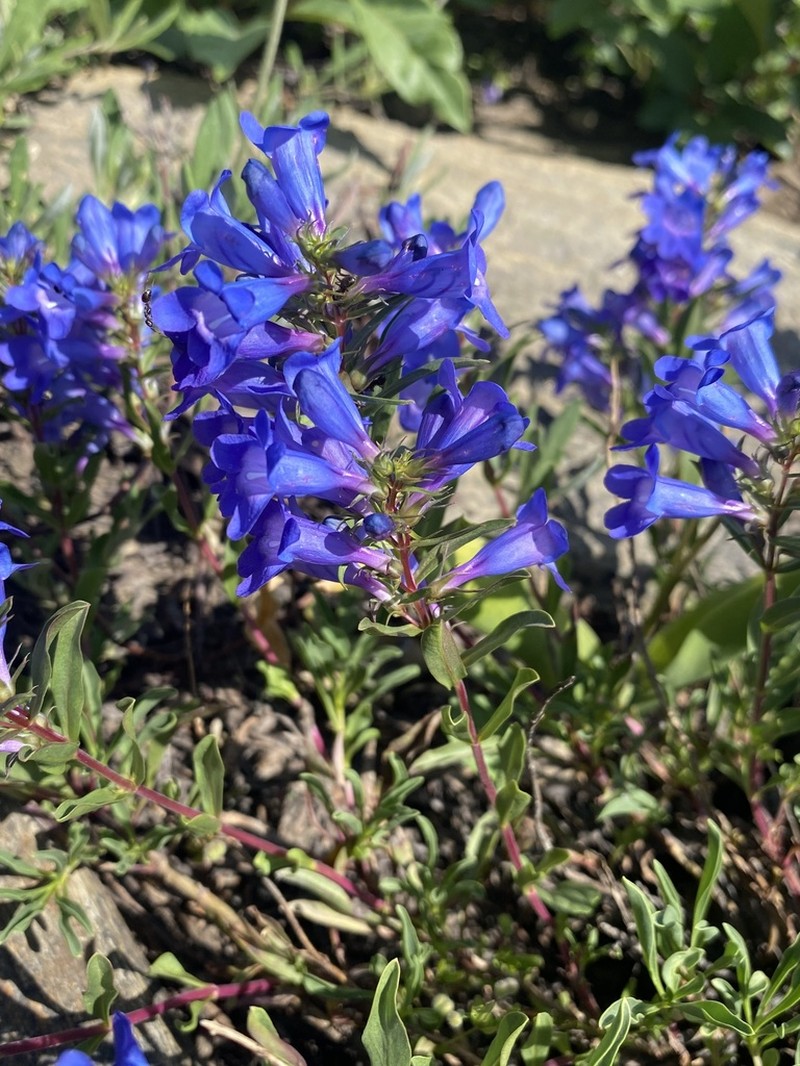 Leonard's Beardtongue photo 7