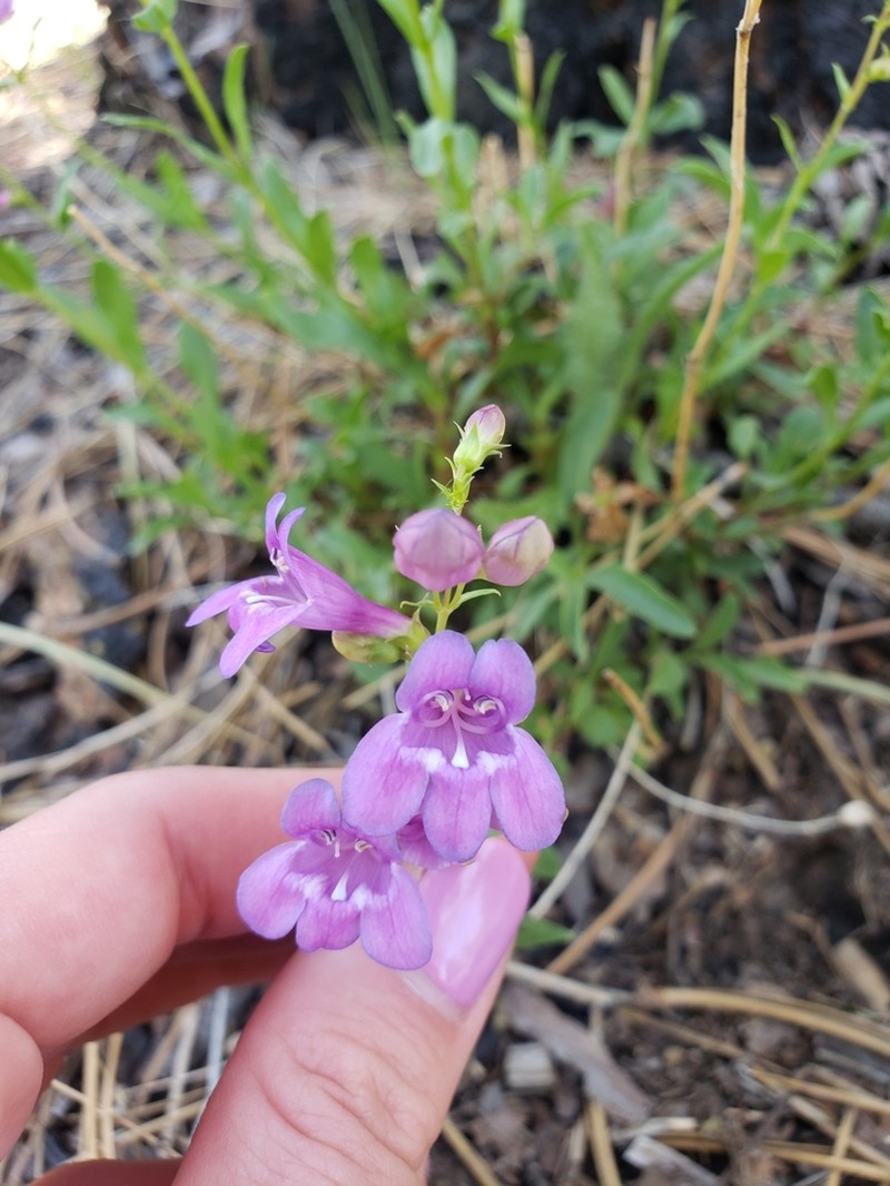 Leonard's Beardtongue photo 8