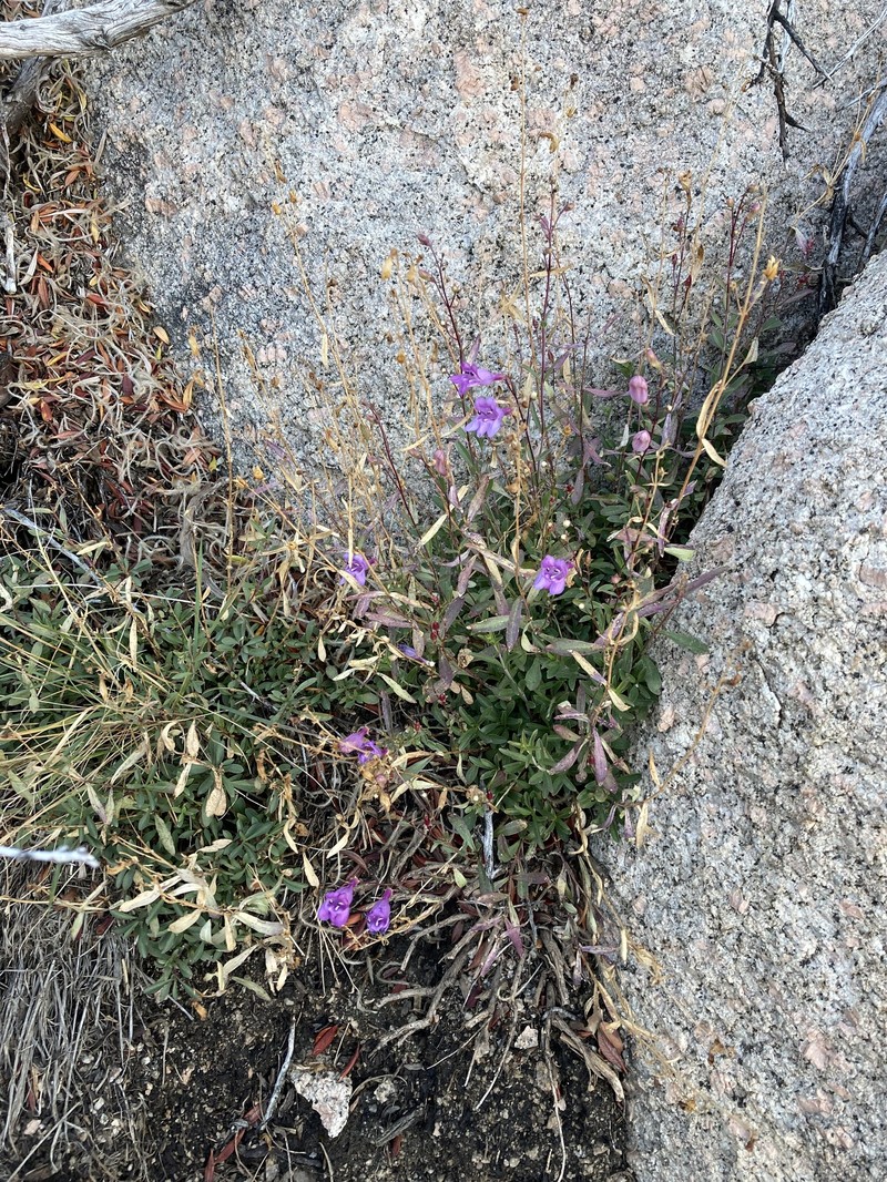 Penstemon leonardii var. patricus