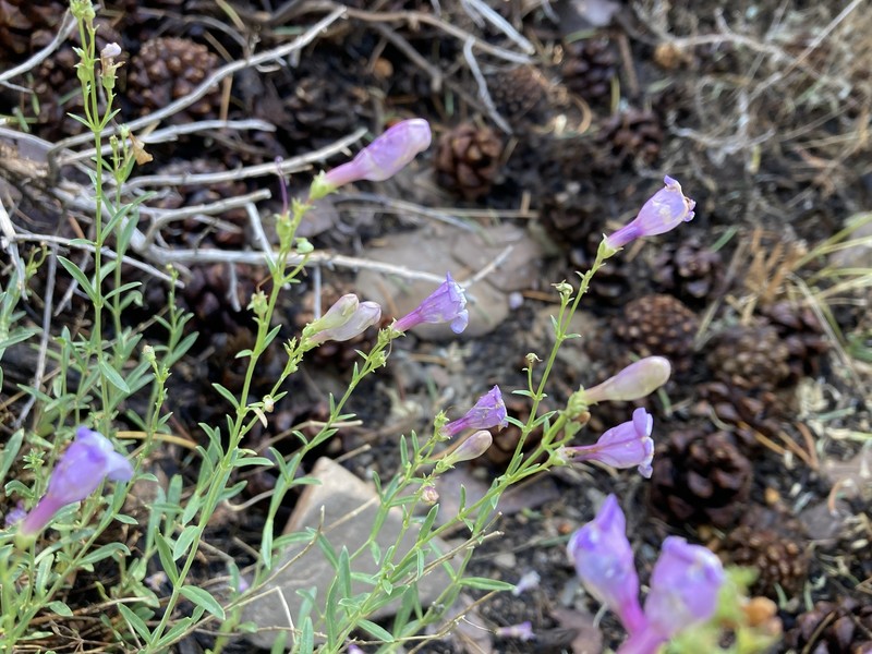 Penstemon leonardii var. patricus photo 2