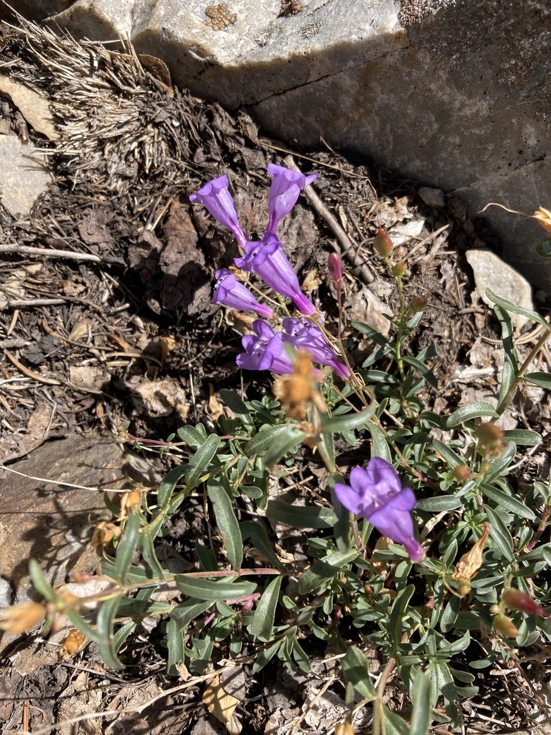 Penstemon leonardii var. patricus photo 3