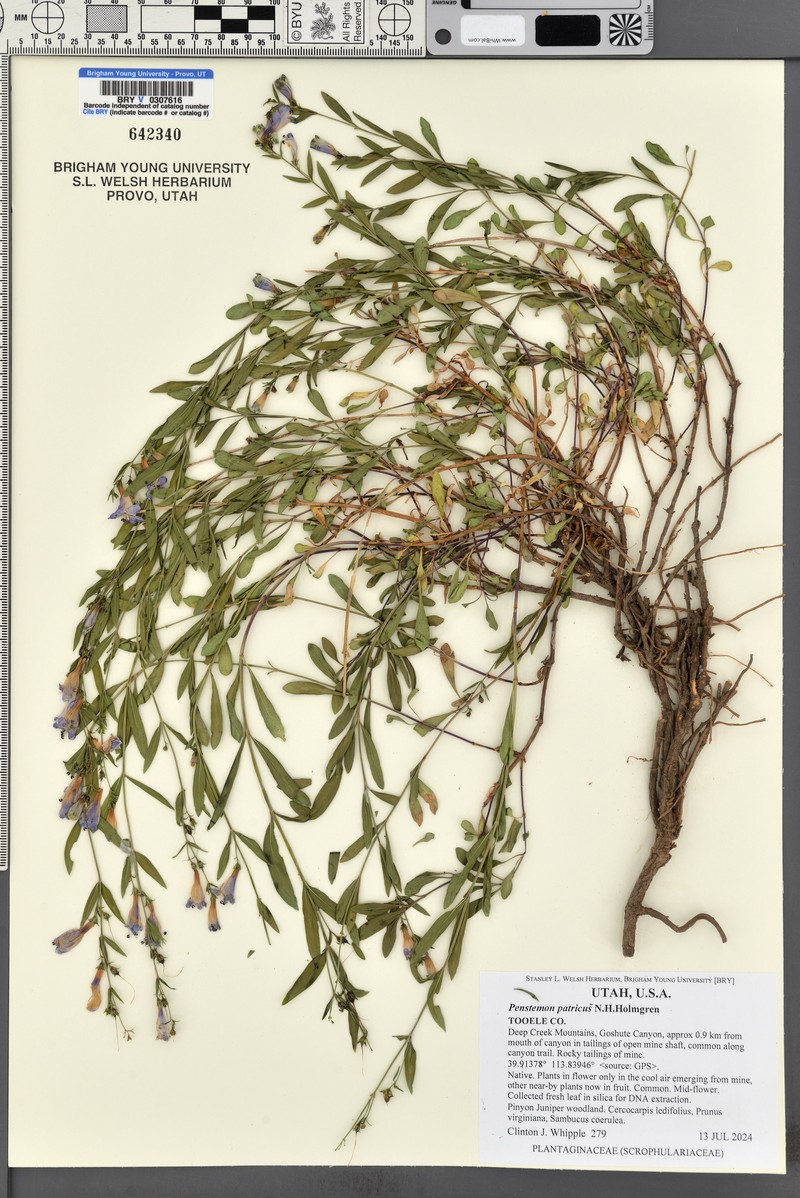 Penstemon leonardii var. patricus photo 4