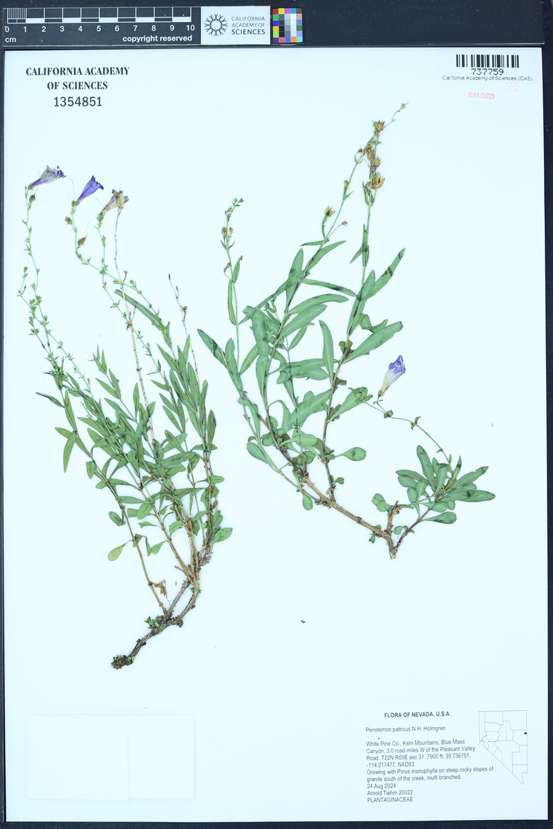 Penstemon leonardii var. patricus photo 6