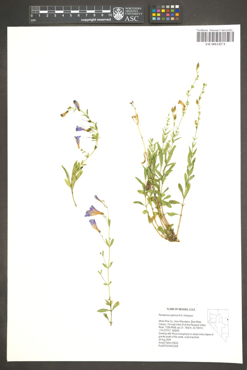 Penstemon leonardii var. patricus photo 7