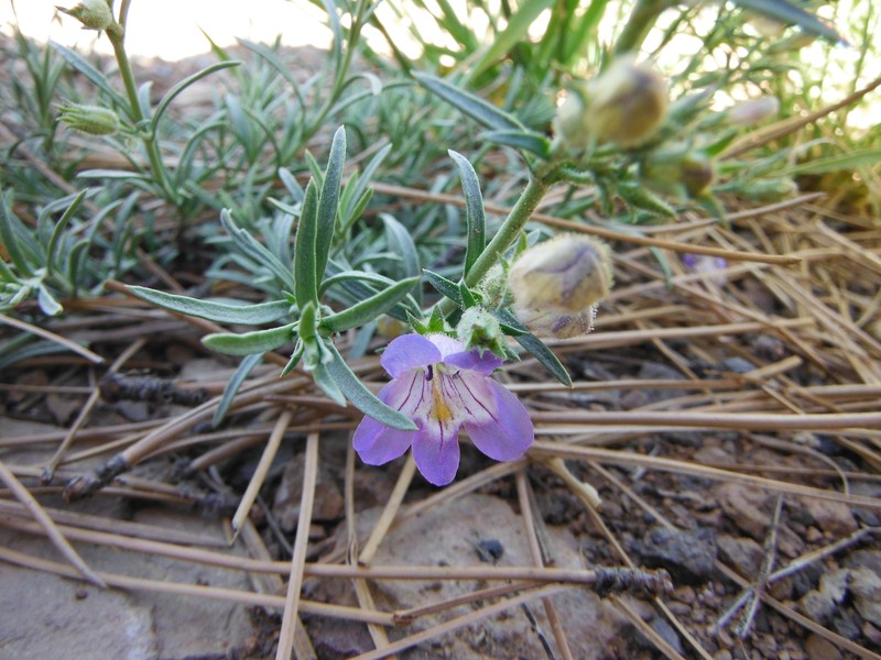 Toadflax Penstemon