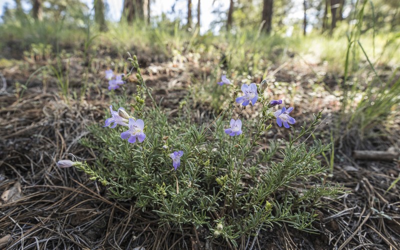 Toadflax Penstemon photo 2