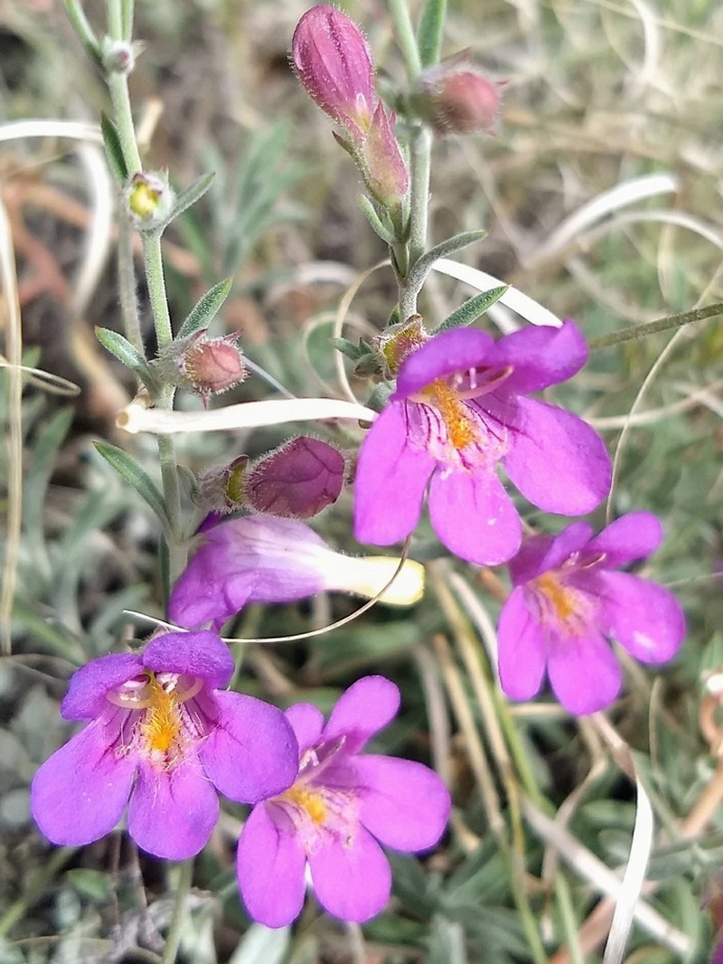 Toadflax Penstemon photo 3