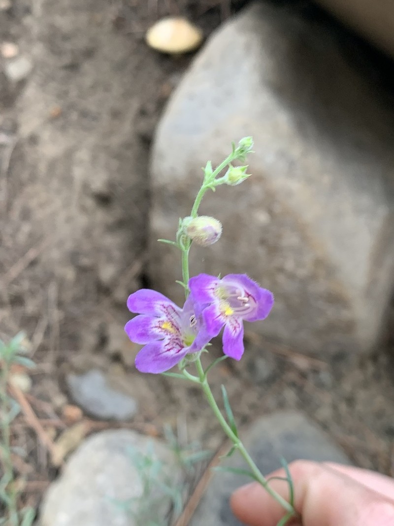 Toadflax Penstemon photo 4