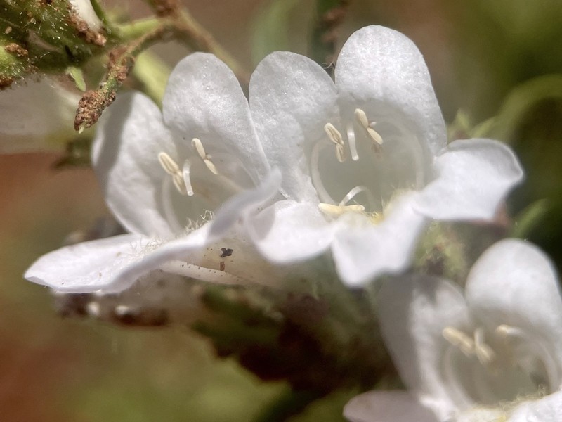 Toadflax Penstemon photo 5