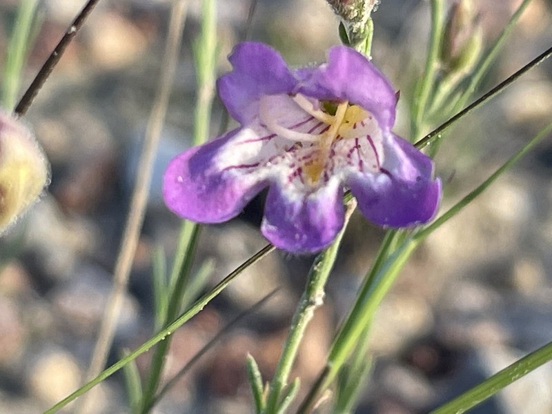 Toadflax Penstemon photo 6