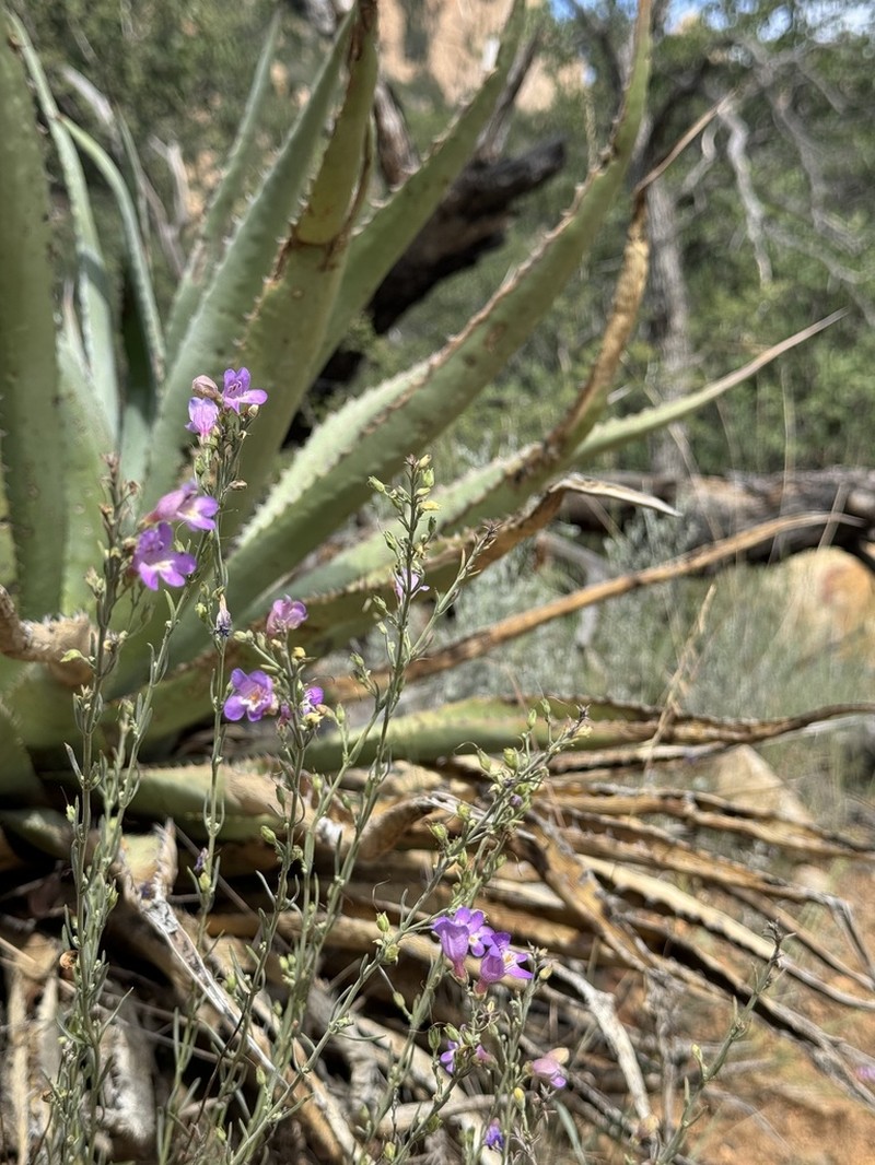 Toadflax Penstemon photo 7