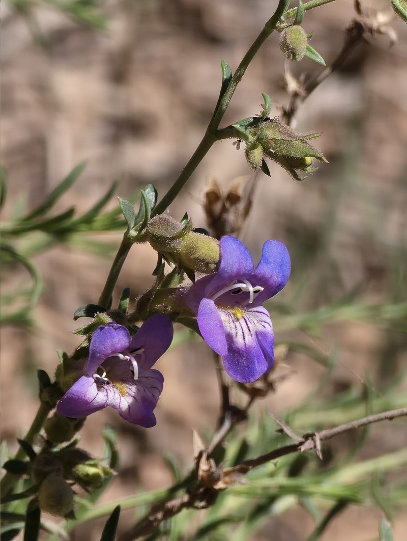Penstemon linarioides var. sileri