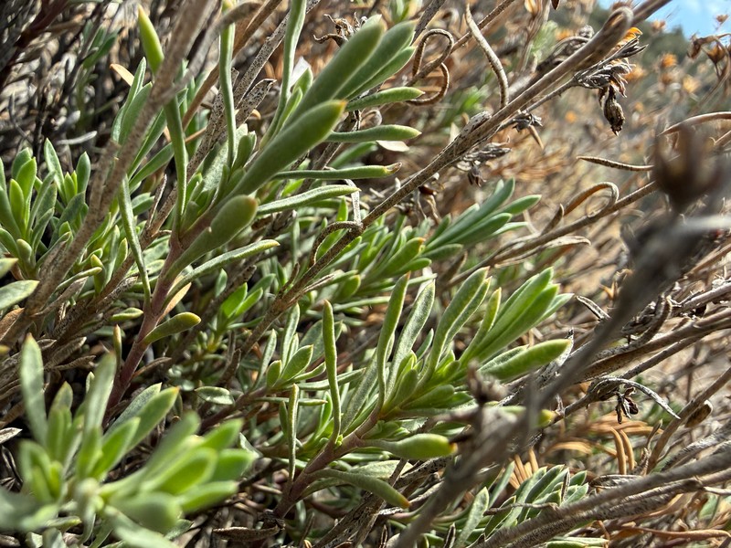 Penstemon linarioides var. sileri photo 2