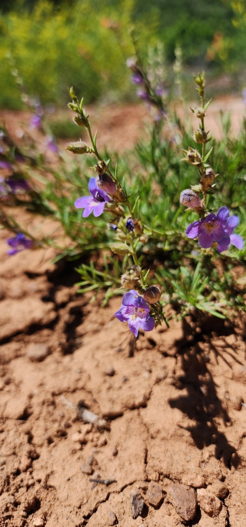 Penstemon linarioides var. sileri photo 3
