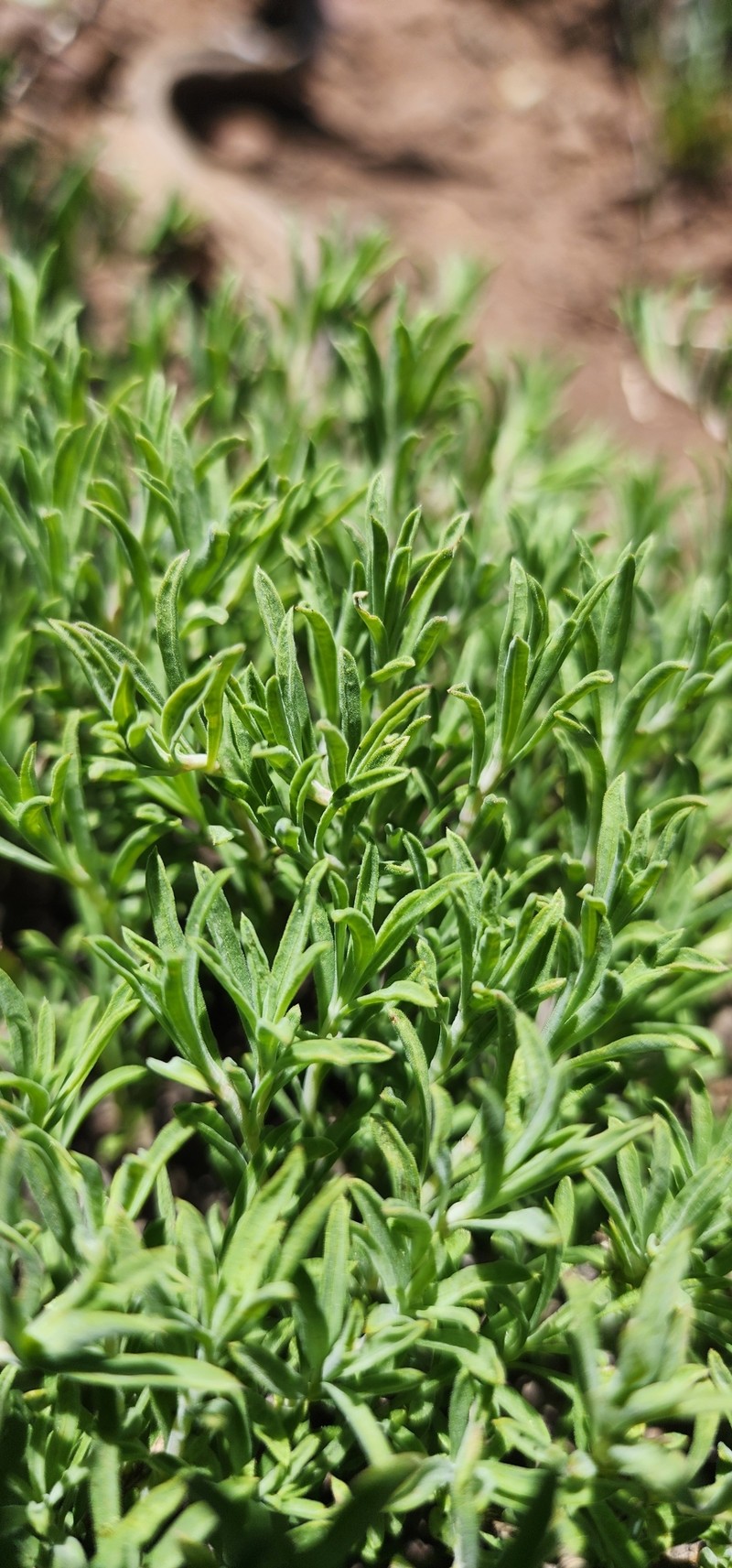 Penstemon linarioides var. sileri photo 4