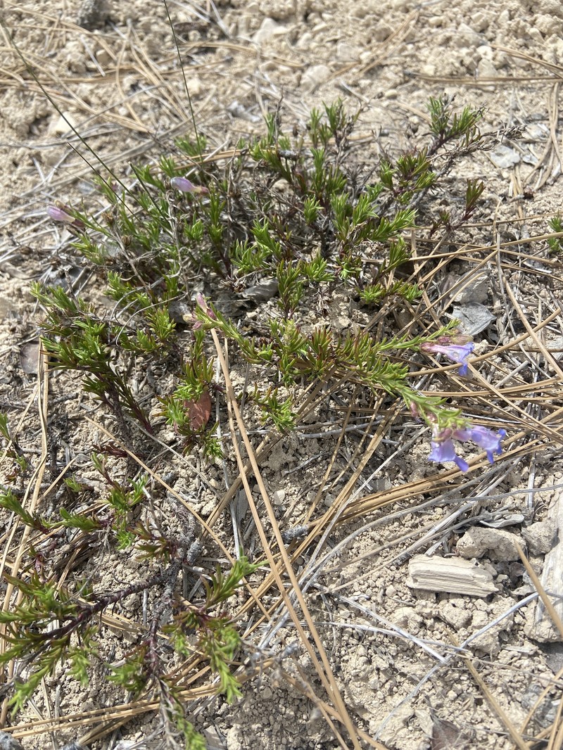Penstemon linarioides var. sileri photo 5