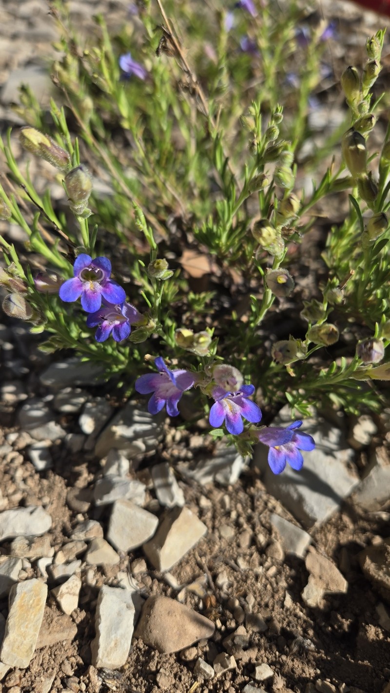 Penstemon linarioides var. sileri photo 6