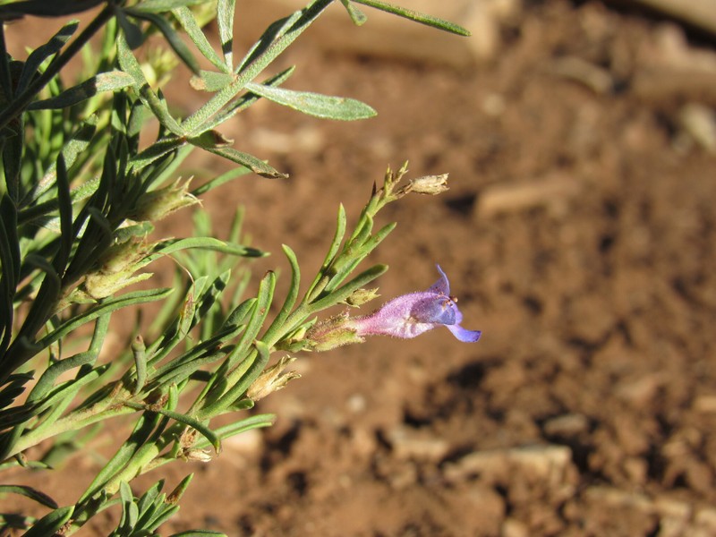 Penstemon linarioides var. sileri photo 7
