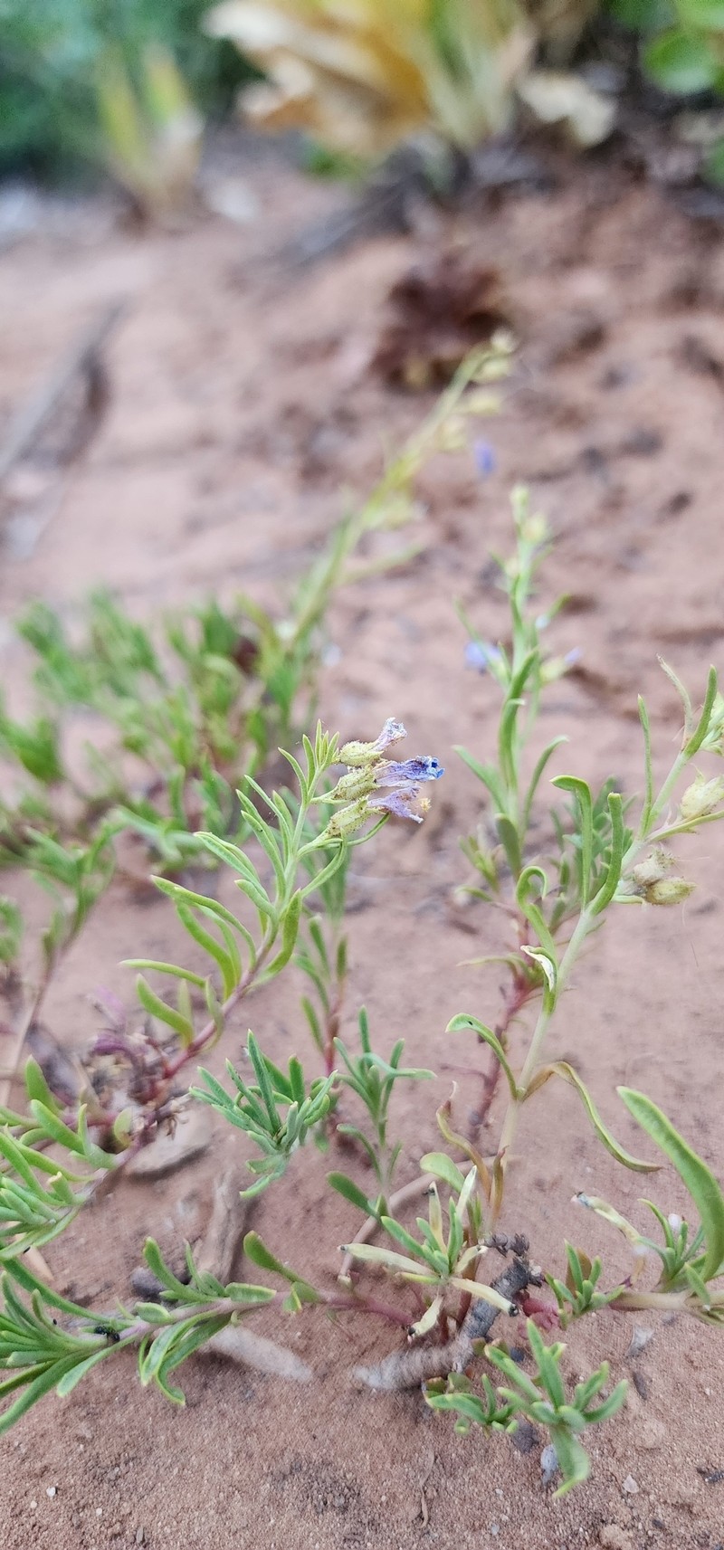 Penstemon linarioides var. sileri photo 8