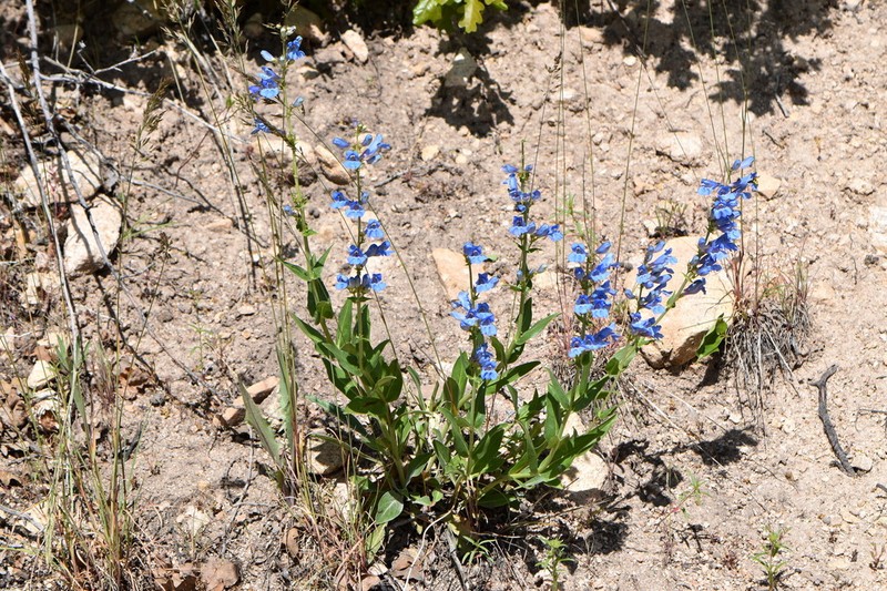 Longflower Penstemon