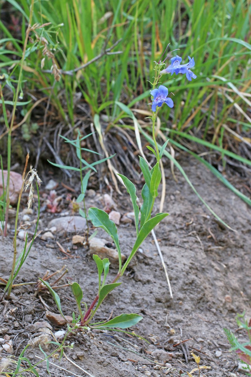 Longflower Penstemon photo 2