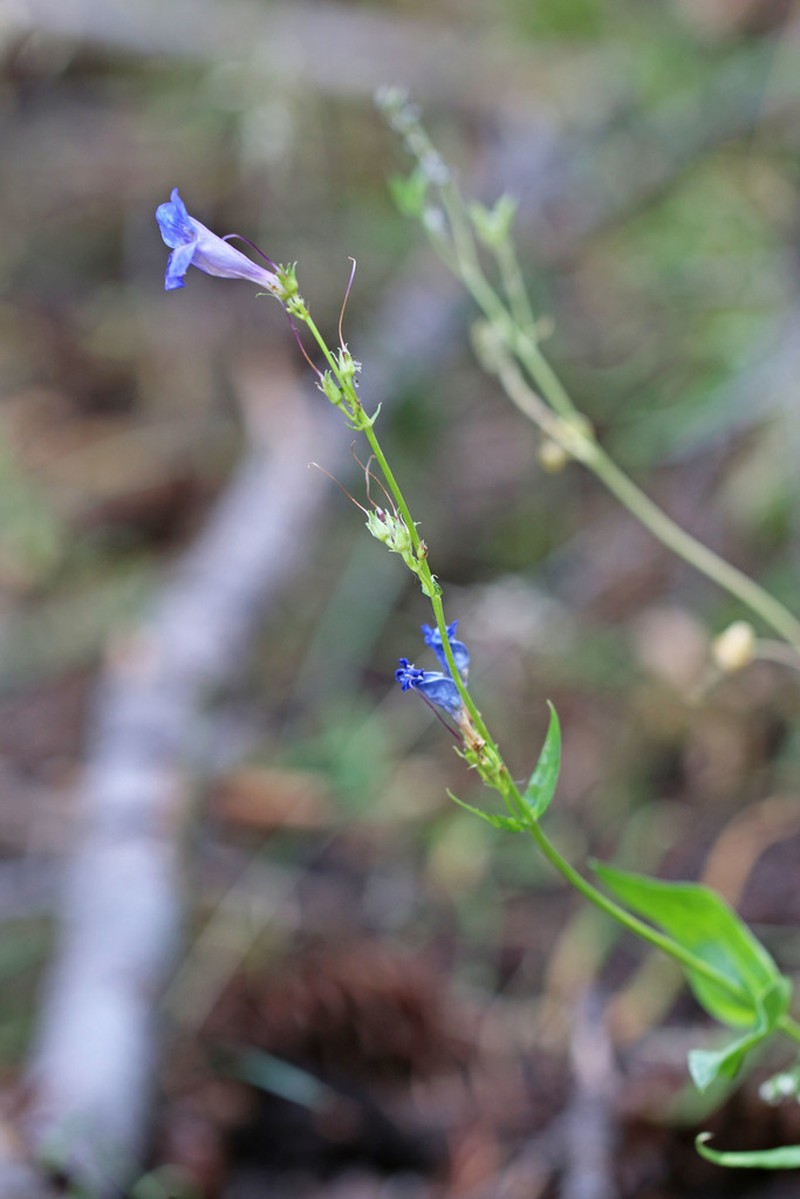 Longflower Penstemon photo 3