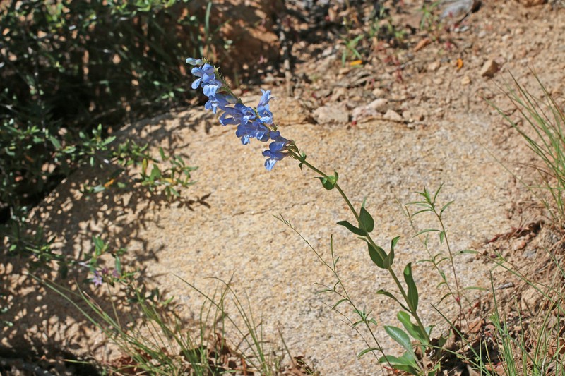 Longflower Penstemon photo 4