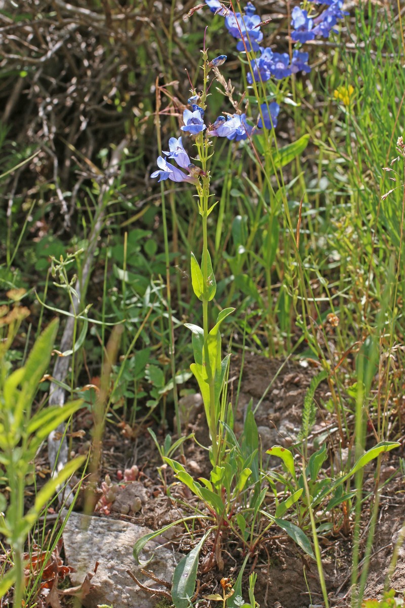 Longflower Penstemon photo 6