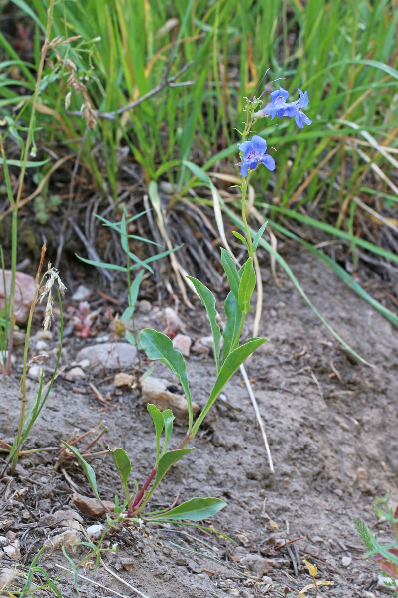 Longflower Penstemon photo 8