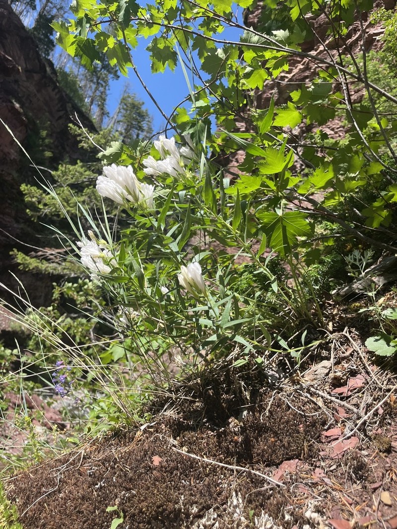 Lyall's Beardtongue