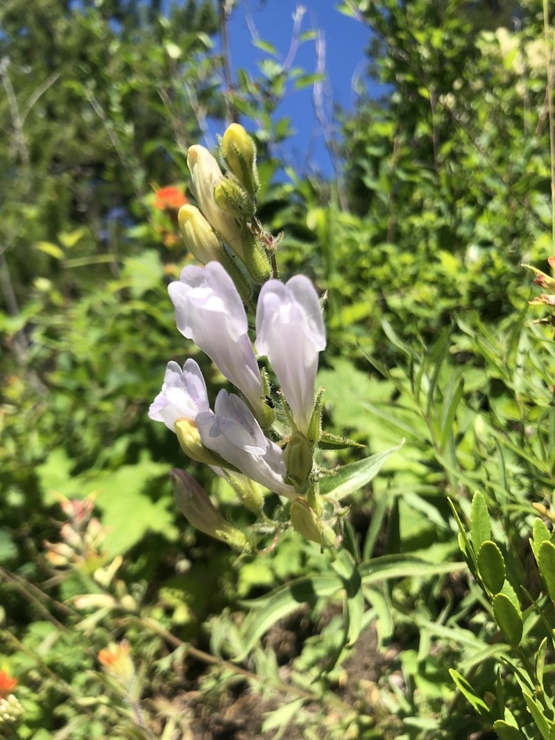Lyall's Beardtongue photo 2