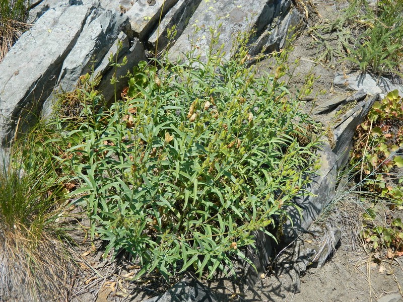 Lyall's Beardtongue photo 3