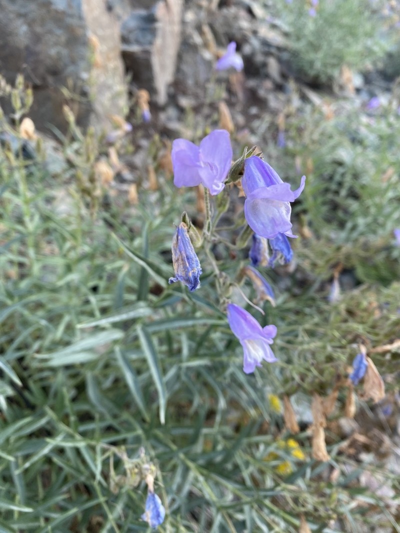 Lyall's Beardtongue photo 4
