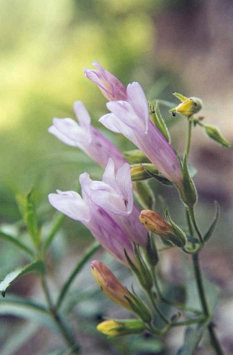 Lyall's Beardtongue photo 5