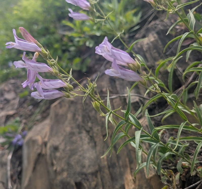 Lyall's Beardtongue photo 6