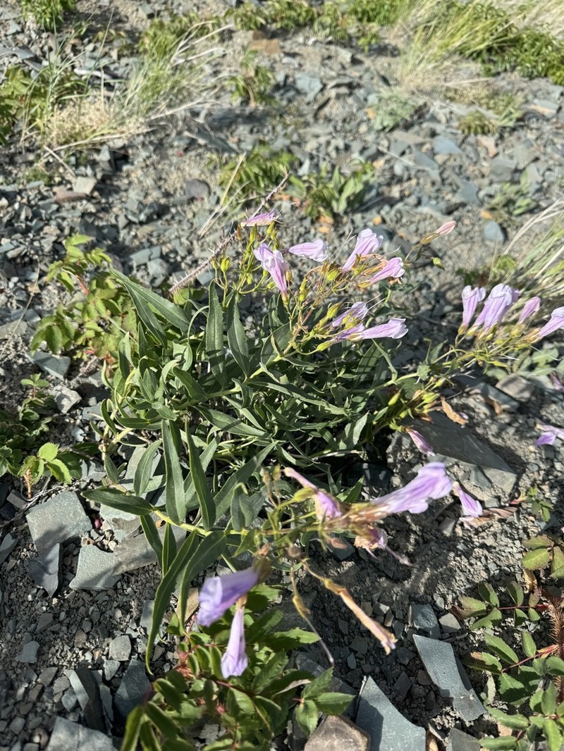 Lyall's Beardtongue photo 7