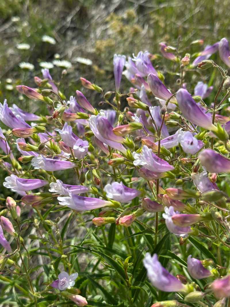 Lyall's Beardtongue photo 8