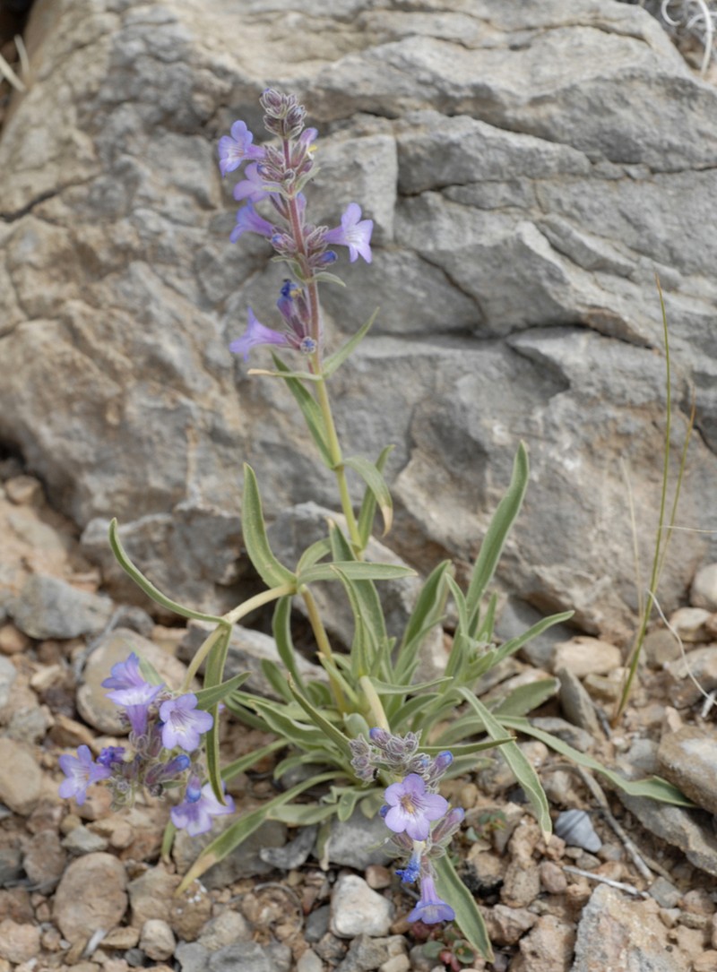 Marcus' Beardtongue