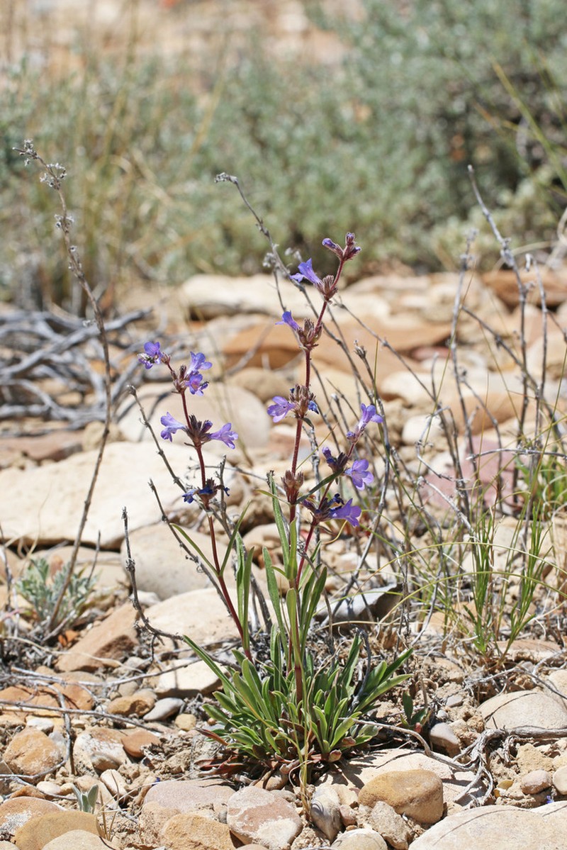 Marcus' Beardtongue photo 3