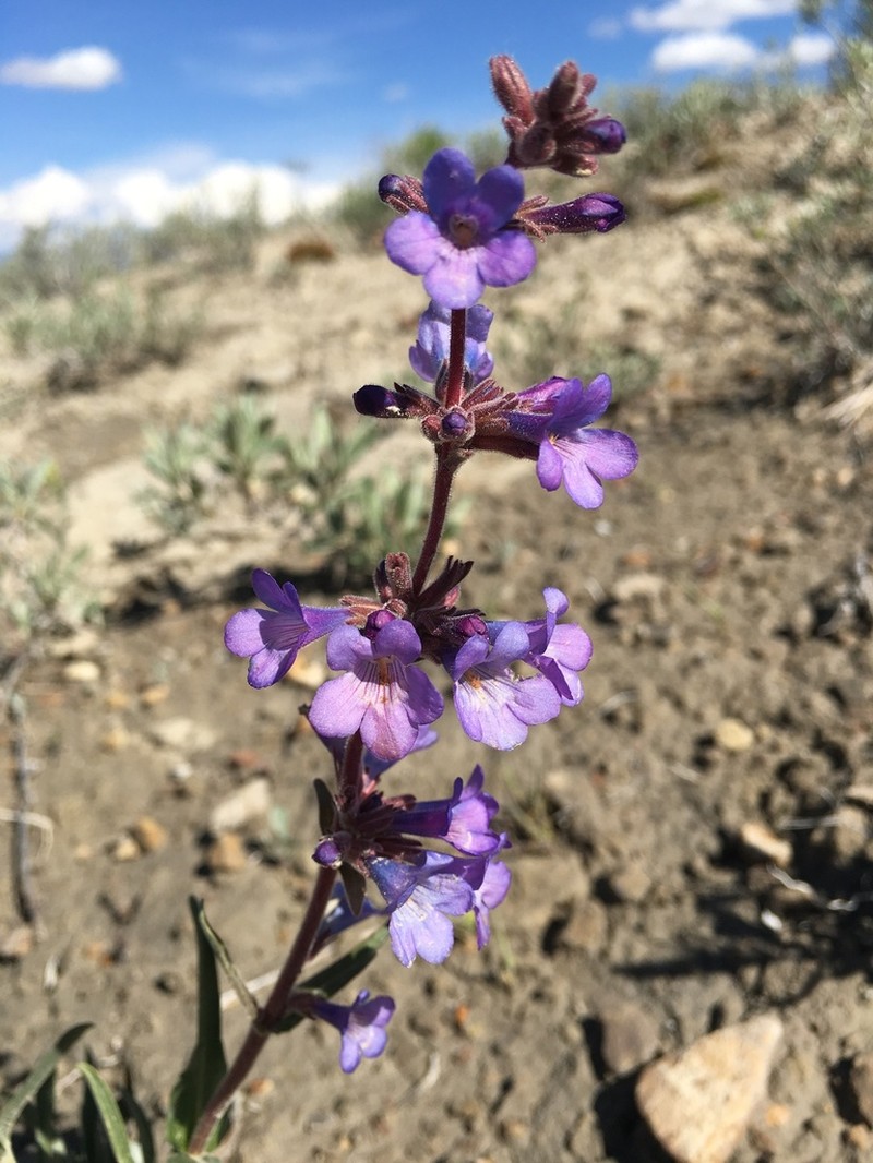 Marcus' Beardtongue photo 4