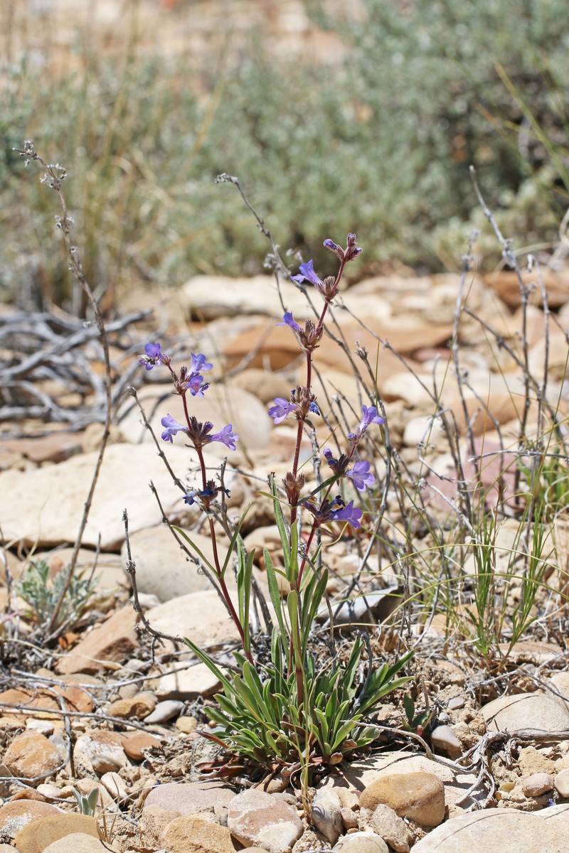 Marcus' Beardtongue photo 5