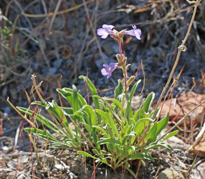 Marcus' Beardtongue photo 6