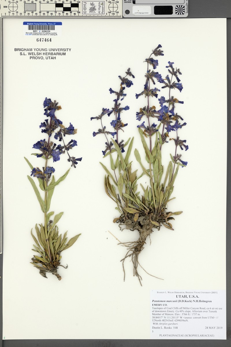Marcus' Beardtongue photo 7