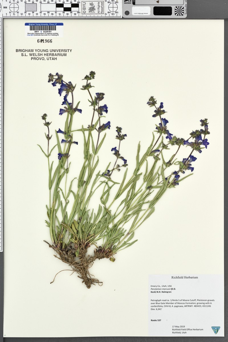 Marcus' Beardtongue photo 8
