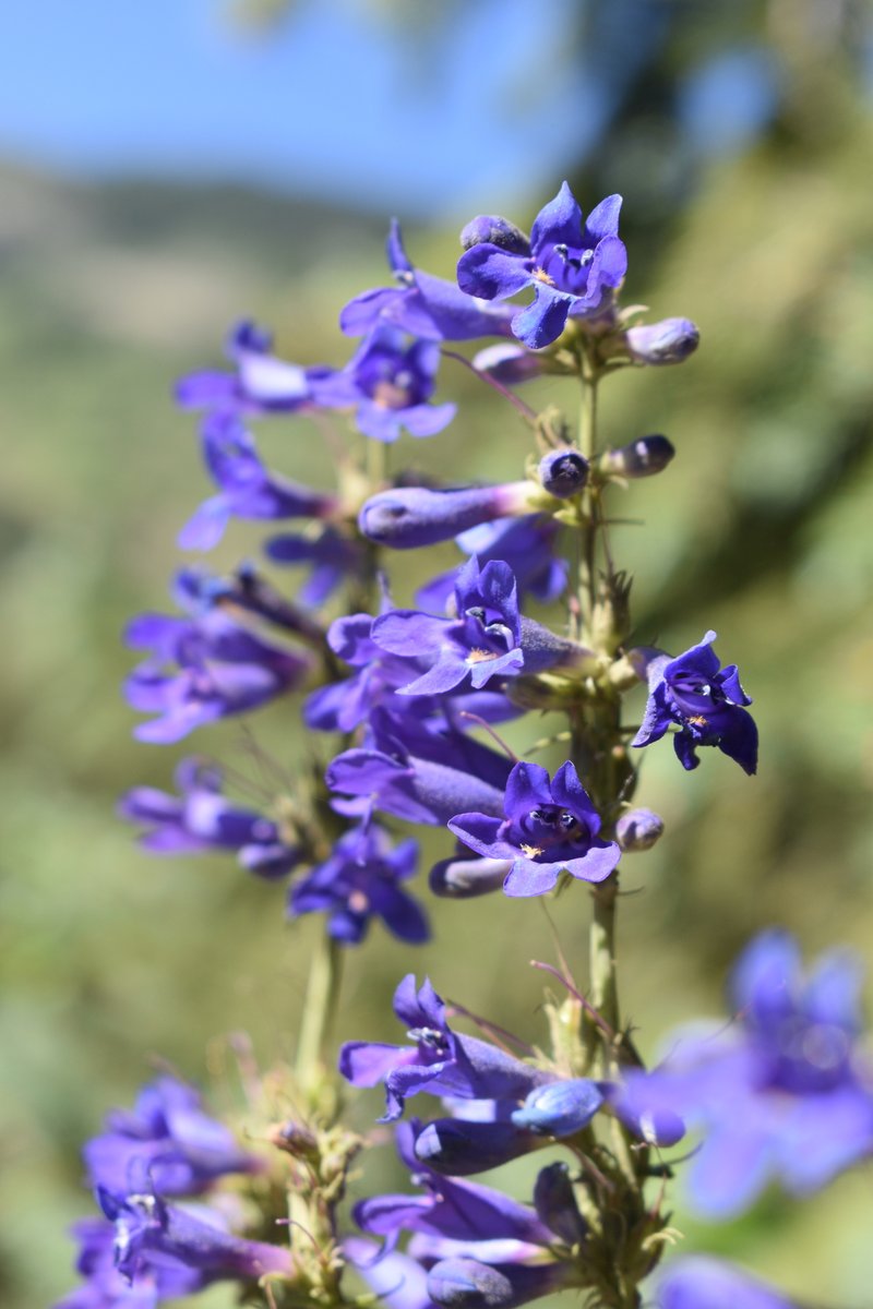 Tiger Beardtongue