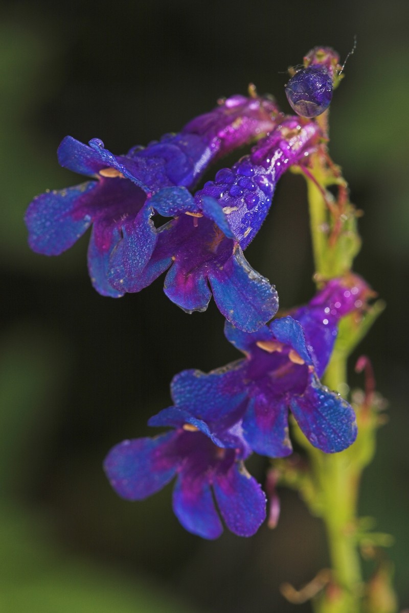 Tiger Beardtongue photo 7