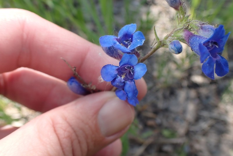 Tiger Beardtongue photo 3