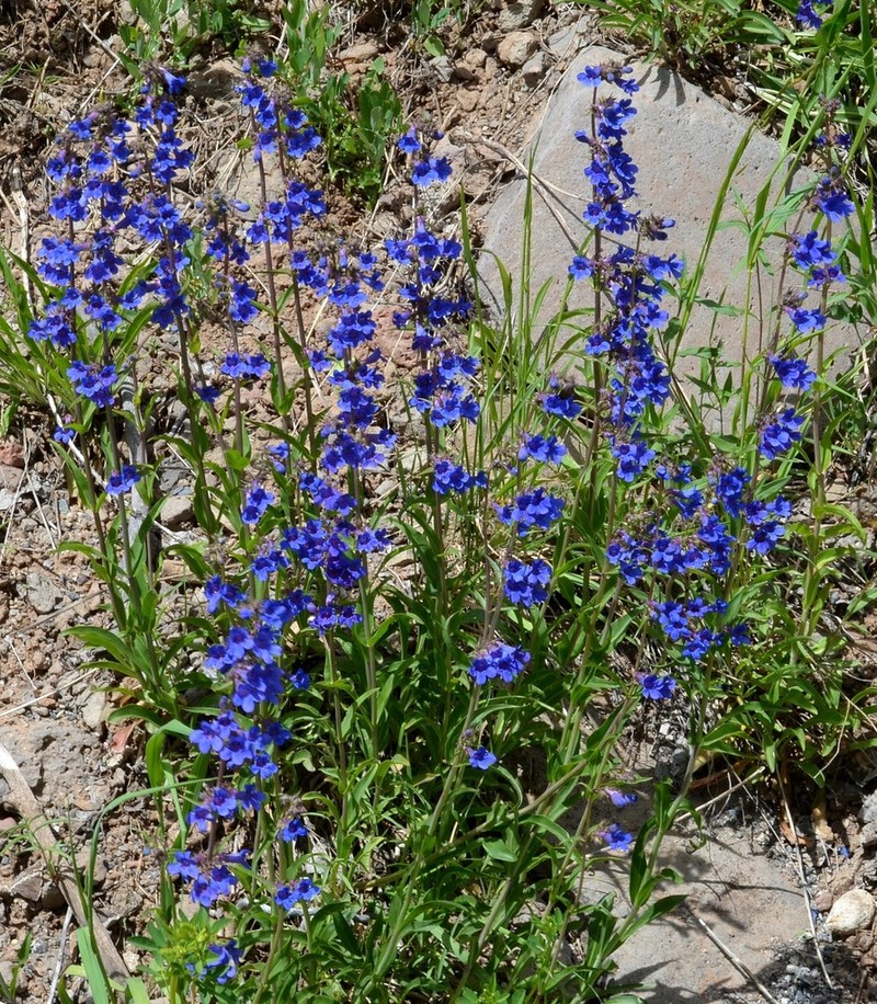Tiger Beardtongue photo 4