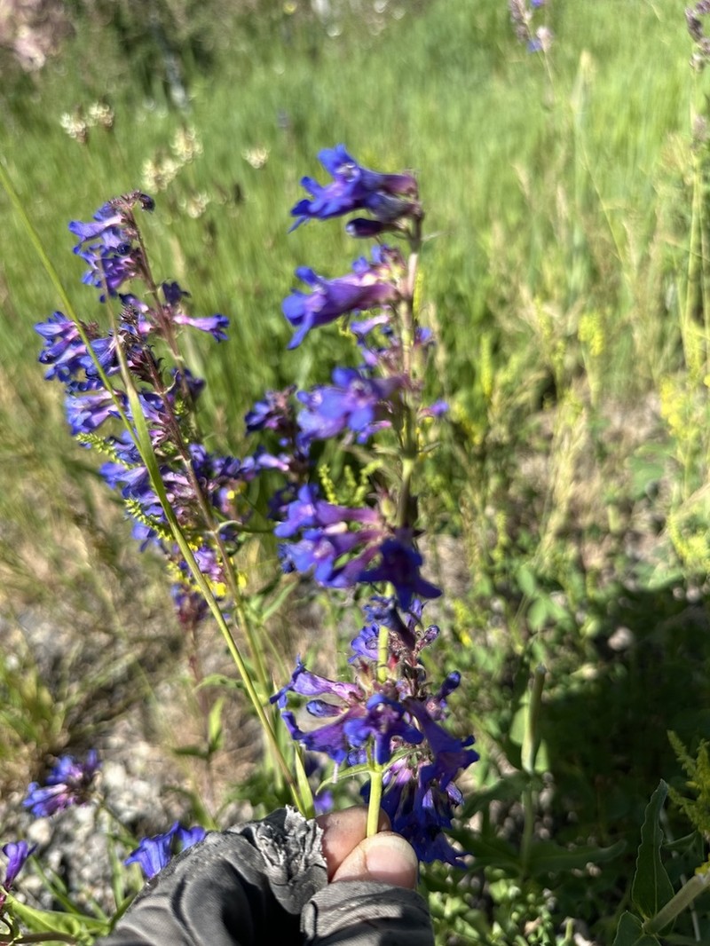 Tiger Beardtongue photo 5