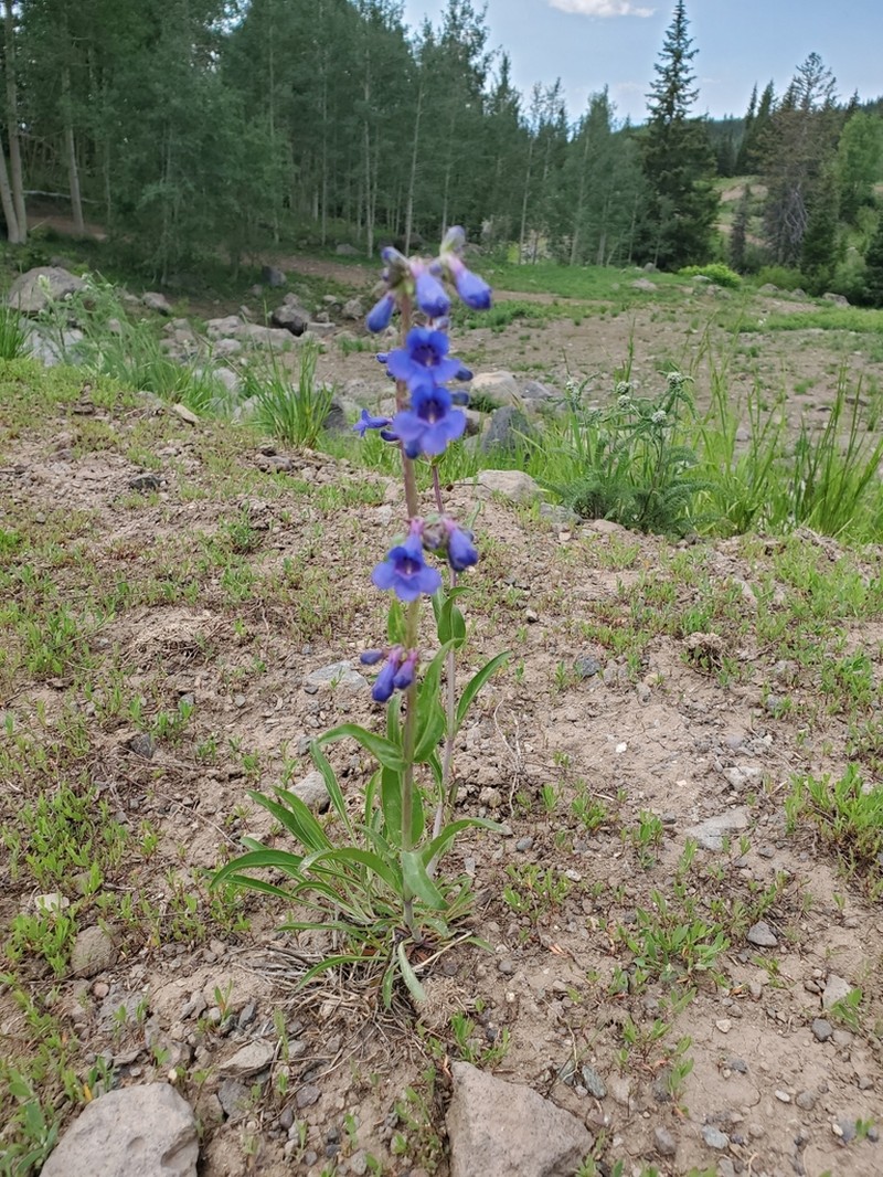 Tiger Beardtongue photo 6